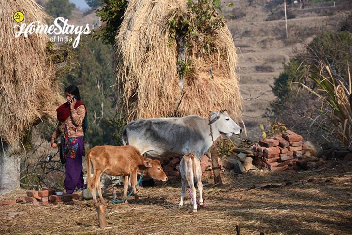 Dwarahat Village Farmstay- Babaji'S Cave Экстерьер фото